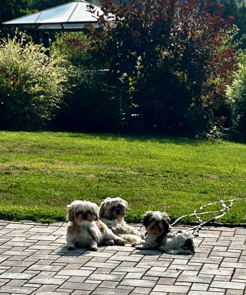 6e4fc870-ae97-414b-908c-5ae0911c9307