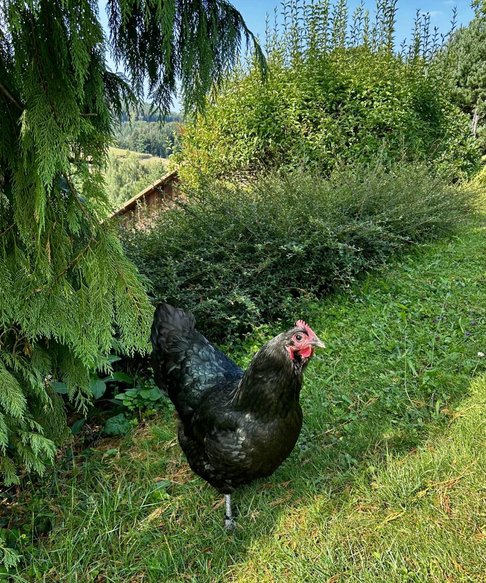 d0b11b5b-a182-4d0b-993a-2f73e72d64fb